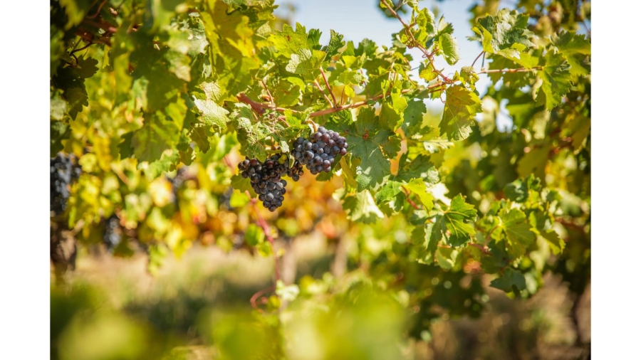 Commercial Property for Sale in Wolseley Western Cape